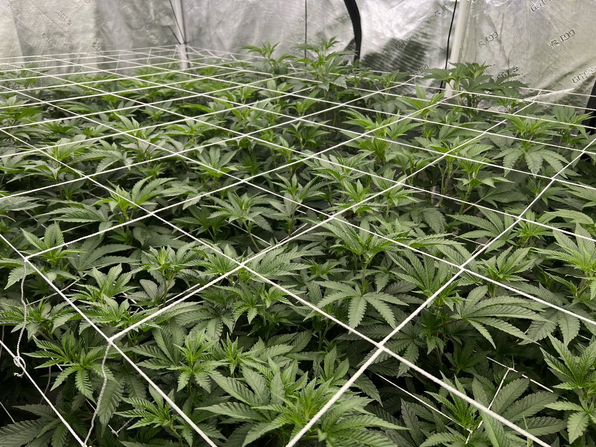 Raw_Genetics_'s tweet image. These ladies are looking good on that #Drip diet 🤌🏽 here we have a variety of selections getting that verified run in to make sure these belong in the stable. #ZCode #ZkittlezBX2 #BacioBelts #WhiteZlushiez #NeonTrees #Emberz #MoonBeams