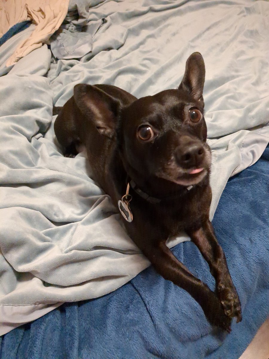 Stickicide21's tweet photo. Today is my dog's 6th birthday 🥳 https://t.co/mWYvtE8Brq