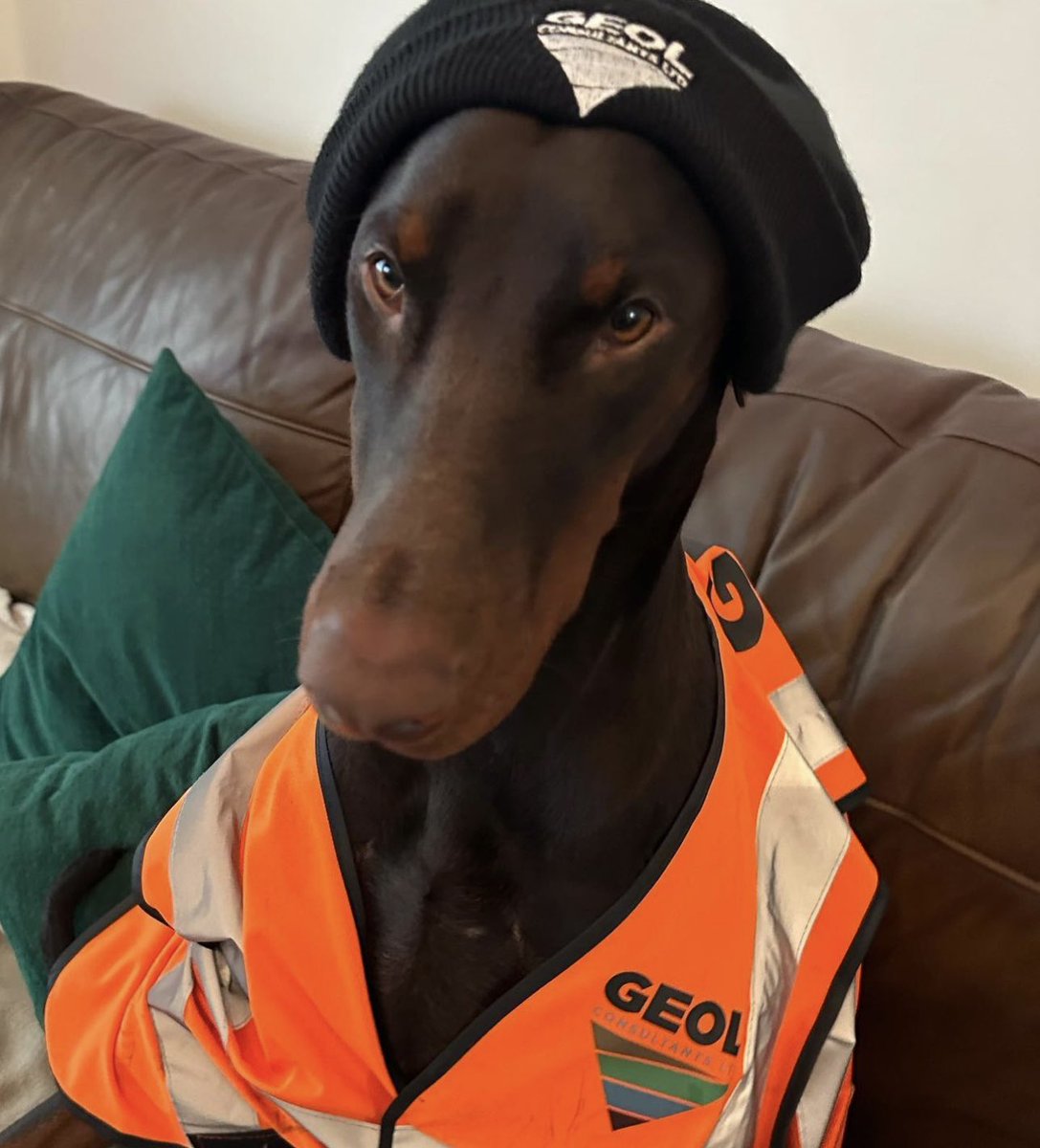Supernezzmac's tweet photo. ᗪᗩᑭᕼᑎᗴ &amp; ᐯᗴᒪᗰᗩ the Doberman sisters are now officially working dogs lol😉🦺👷‍♀️

@LimitedGeol #doglover #dogs #pets #puppies #cutedogs #puppy #dogoftheday #cute #doberman #dobermaninfinity #sisters #dogsoftwitter #dogs2023 https://t.co/EVGY1KKB5f