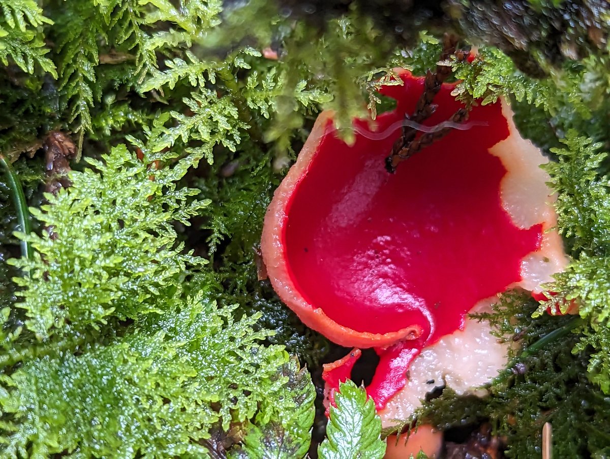 ID of the day is this gorgeous Scarlet elf cup!