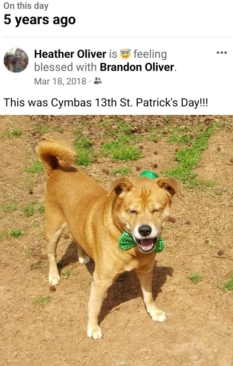 There aren't words to describe how much I miss 🌈Cymba 💔 He had the most beautiful soul. He was so intuned with us & the pack, it was incredible. His spirit was indescribably beautiful. I think about him all the time.

#dogsoftwitter #SeniorPupSaturday #StPatrickDay