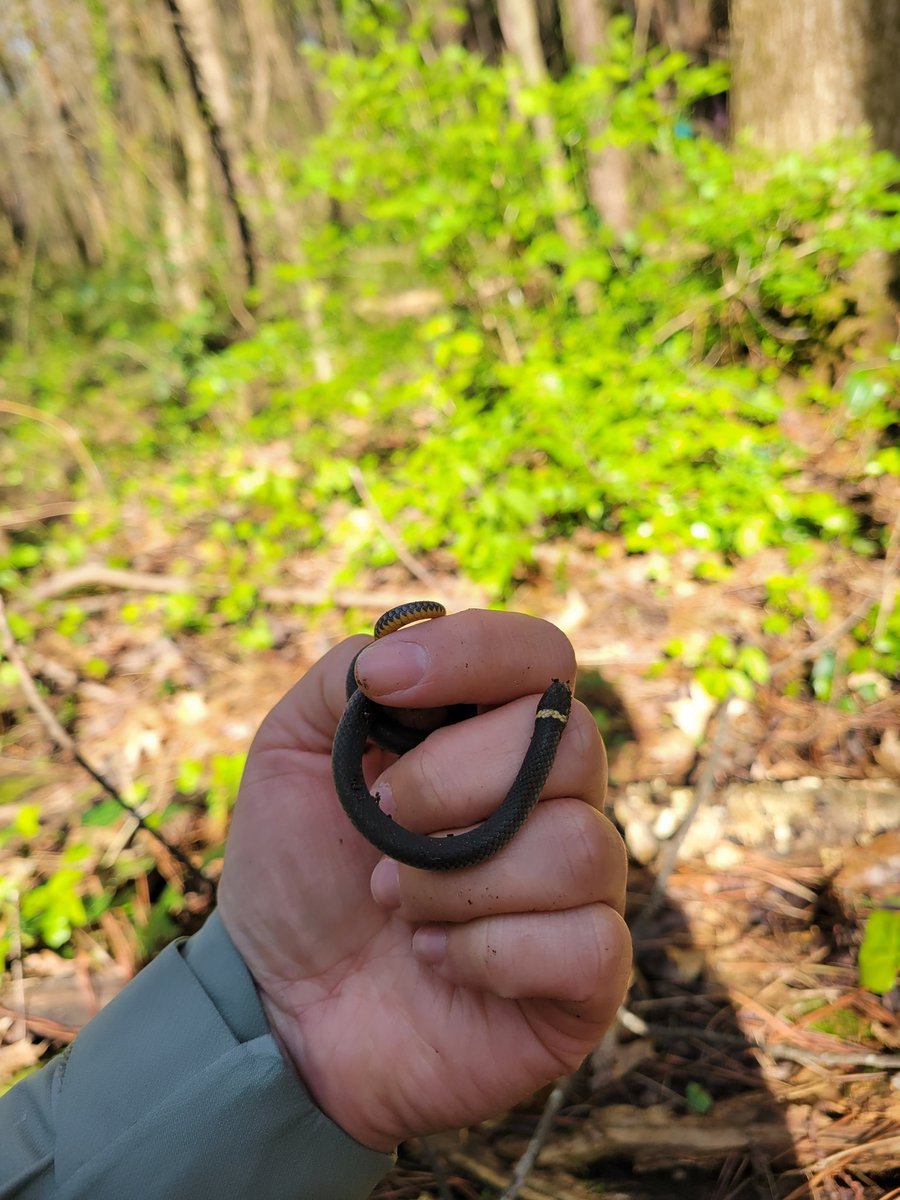 Atlanta Science Festival Pt 2 🐸🦎
the salamanders were salamandering at the salamander stroll
#ATLSciFest