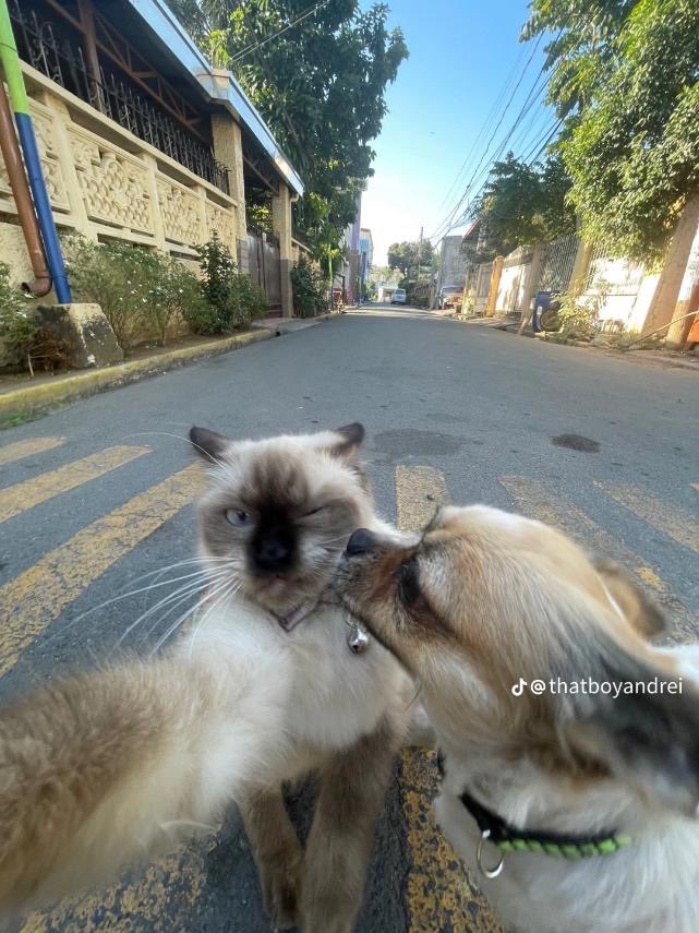 manilabulletin's tweet photo. FURBABIES DOING THE 0.5 BACK CAM CRAZE 

LOOK: A fur parent sends good vibes to netizens after posting on his TikTok account some snaps of his pet cat with his friend dog seemingly posing while doing the viral Gen Z craze '0.5' back camera pose. 

📸 Amiel Solis/TikTok https://t.co/ikXaJZnEpM