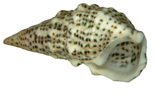 AlgaeBarn's tweet photo. Cerith Snails in the Reef Tank

Though the cerithiid genus Cerithium occurs worldwide, the majority of specimens found in the aquarium hobby are harvested in the Caribbean Sea.

https://t.co/IHX4jma8dL

#reeftank #snail #snails #aquarium #saltwater #refugium #invert https://t.co/bSi0hdMx4r