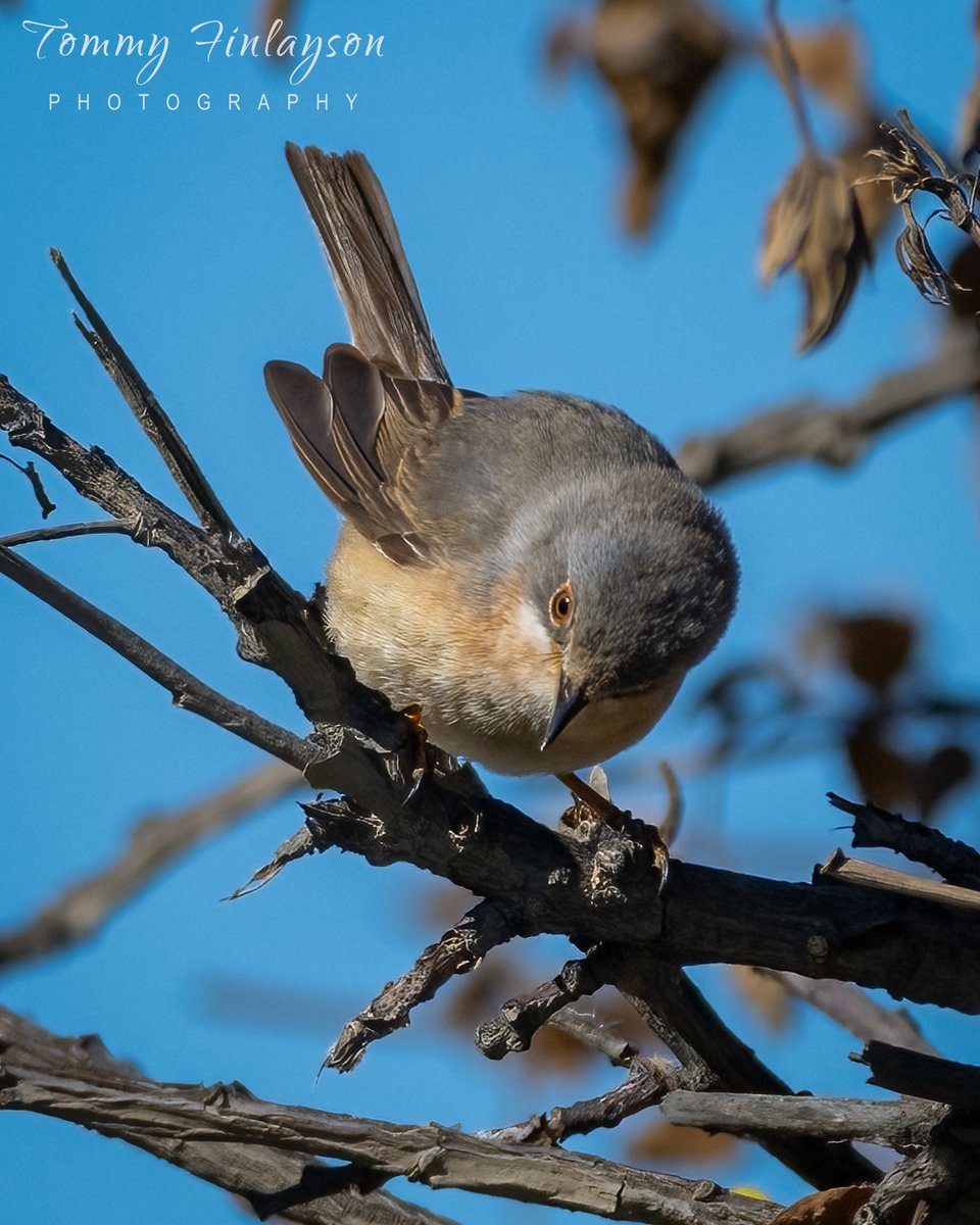 Western subalpine warbler (Curruca iberiae) today at the Cemetery #Gibraltar #BirdsSeenIn2023 @gonhsgib @BirdingRasta #birdPhotography #birdwatching @GibraltarBirds @_BTO @Natures_Voice #TwitterNatureCommunity @Britnatureguide @GibReserve