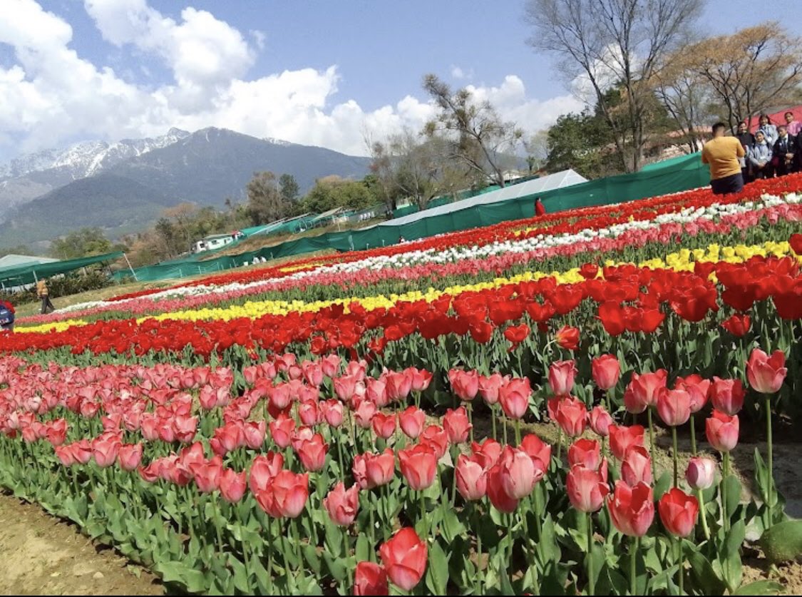 Akki🤘 on Twitter "The first Tulip Garden of Himachal Pradesh at the