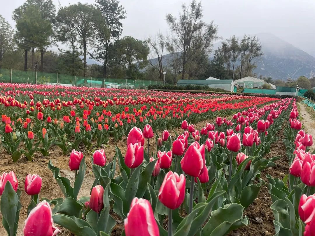 Akki🤘 on Twitter "The first Tulip Garden of Himachal Pradesh at the