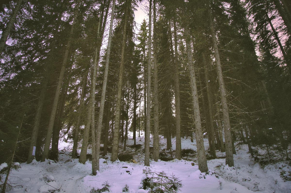 #blooddrainerphotography #photography #bulgaria #photooftheday #nature #winter #snow #trees #forest #mountain #cold #canon

photography.blooddrainer.net
patreon.com/antonatanasov
instagram.com/blooddrainera/
flickr.com/photos/blooddr…
x.com/blooddrainera
facebook.com/blooddrainerph…