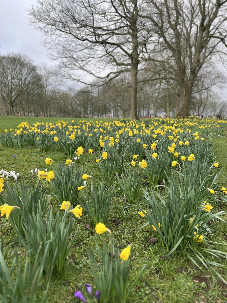 Drfionab's tweet photo. @AiLyn_Runner @WHMparkrun Good to see you..daffodils at WHM https://t.co/G2seihhAjD