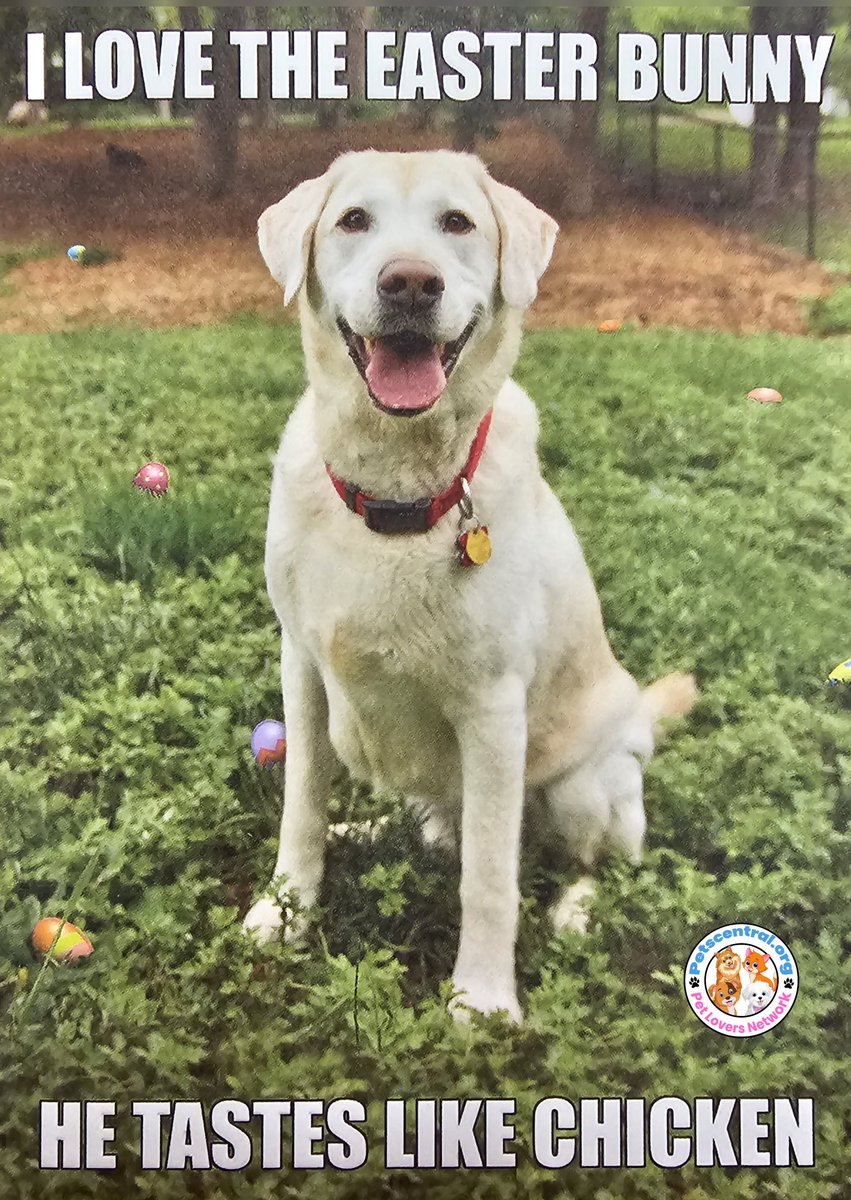 pets_central's tweet photo. https://t.co/A995Xj46ei