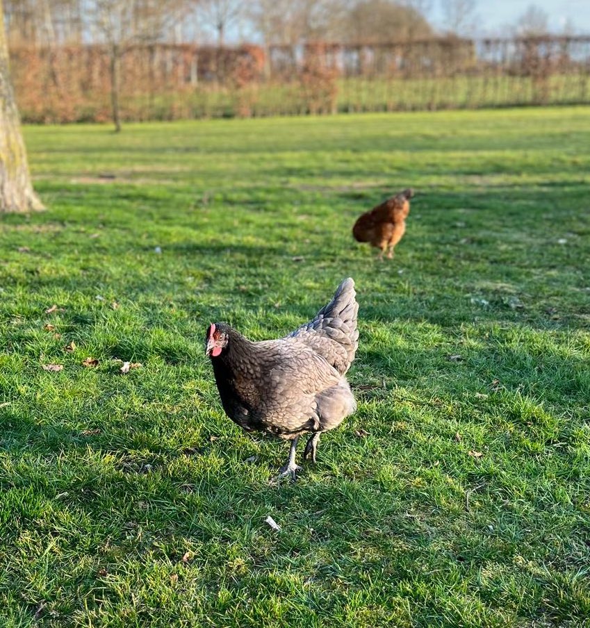 Als je kippen krijgt in plaats van een bloemetje 😄 #bleudelande #kip