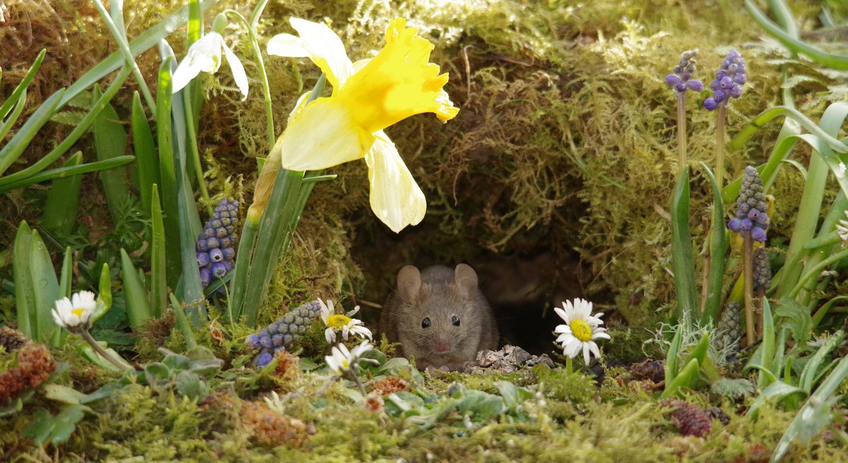simon_dell_tog's tweet photo. spring is in the air . https://t.co/DSDJacYCEJ