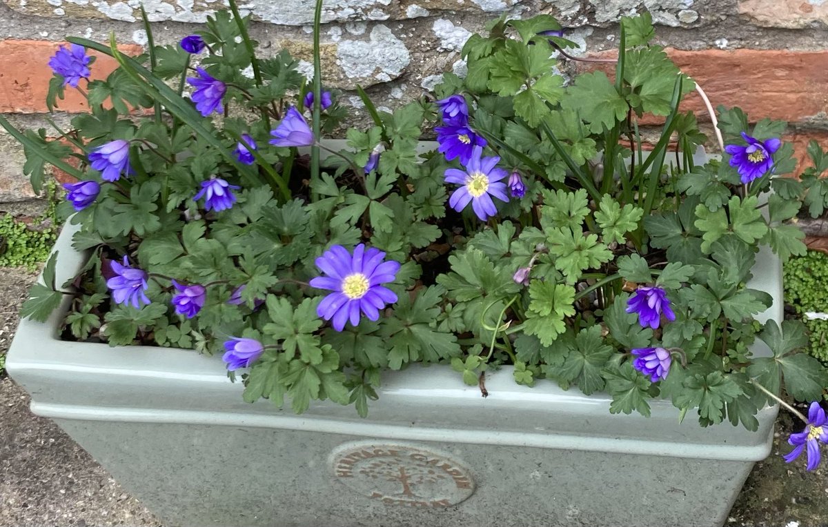 Mother’s Day Sunday Lunch tomorrow from 12.00#salcombe#Sunday Lunch#Mother’s Day