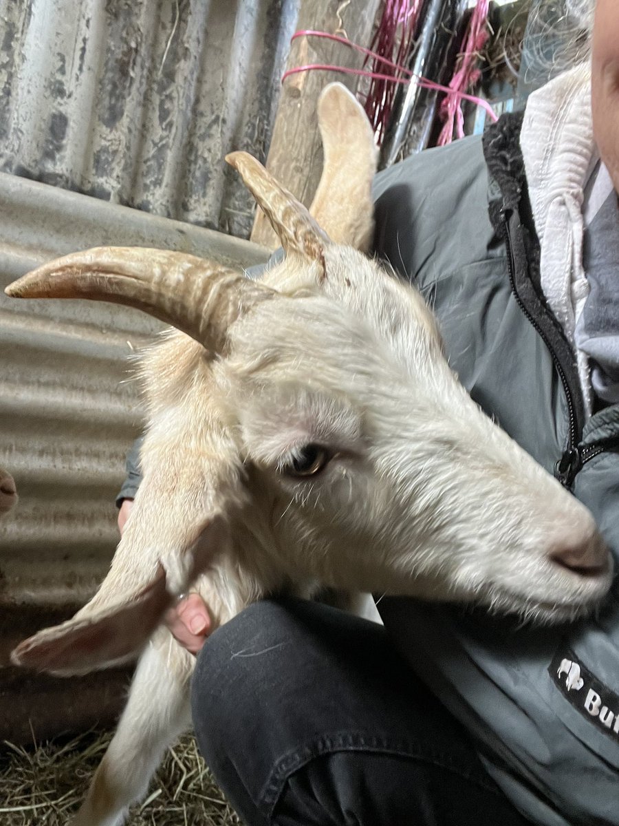 Willy the Billy 🤩 🐐#goat #GOAT𓃵 #petgoat