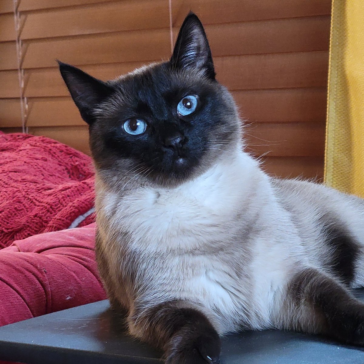 transchrissy's tweet photo. Our Daria 😻😻😻 #Caturday https://t.co/x8irHb8lAm