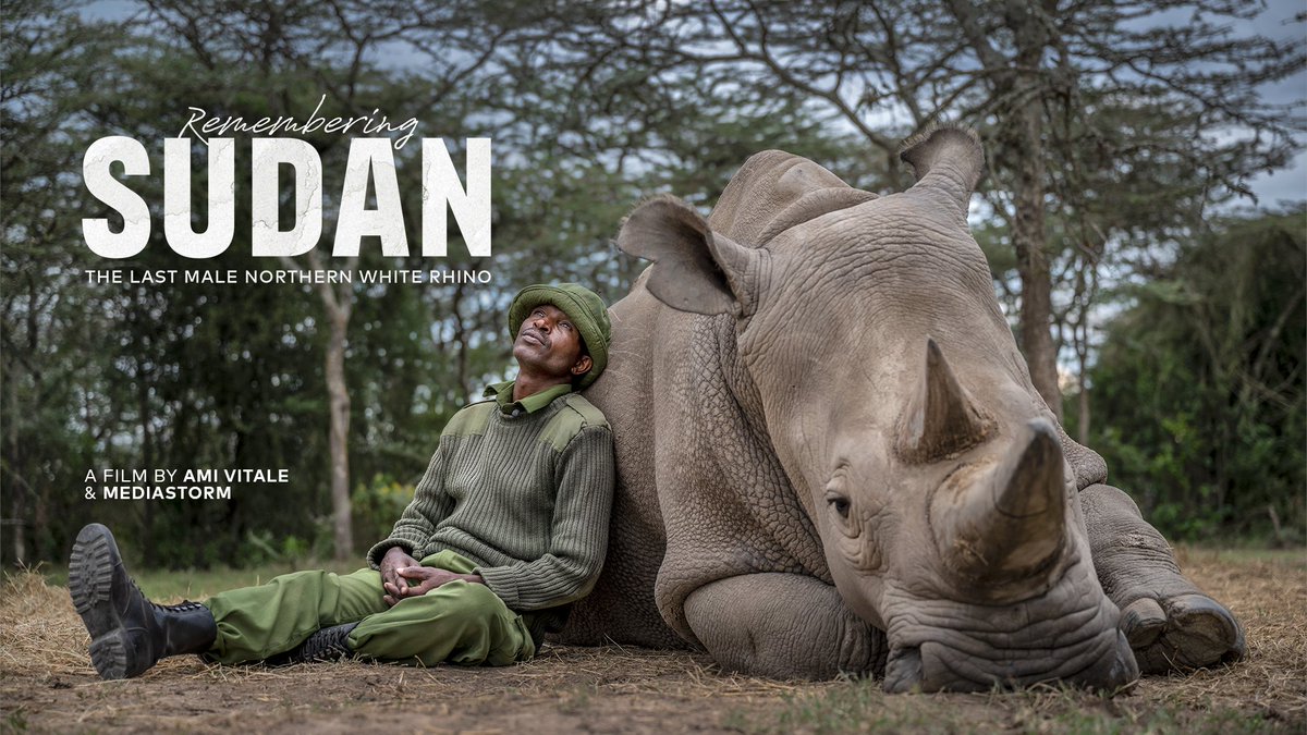 Our friend <a href="/Amivee/">National Geographic</a> has a new film out, Remembering Sudan, documenting the crisis facing  northern white rhinos and the incredible efforts to save them. 

All ticket sales go to supporting <a href="/OlPejeta/">Ol Pejeta</a>

vitalimpacts.org/pages/remember…

#rememberingsudan #northernwhiterhinos