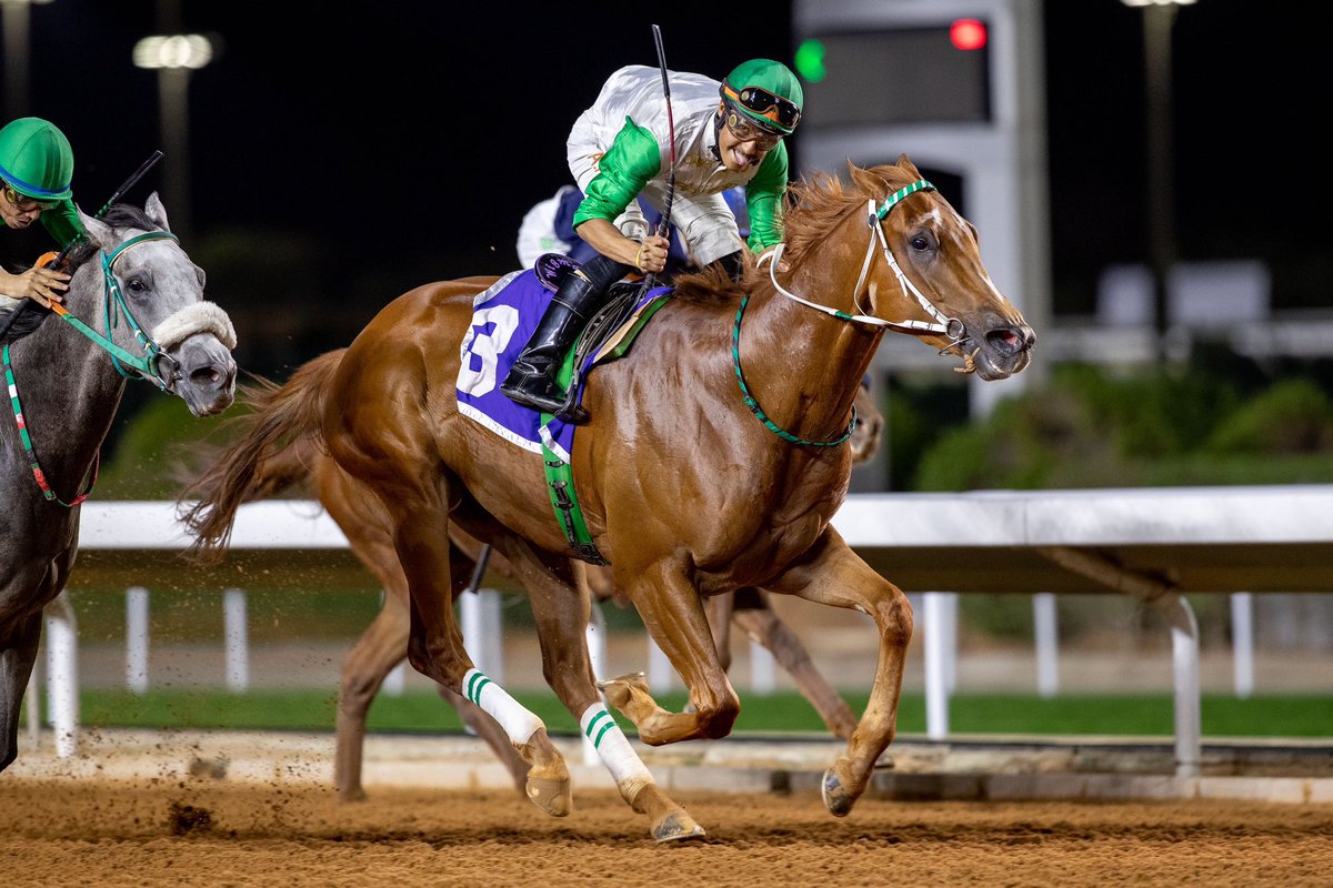 بكيل ينتصر ابن سيو نيشن والام بنت روك اوف جبرالتر كسبت سباقين واختها حلت ٢ في G3، مشترى ب ٧٧ الف يورو من مزاد فرنسا ييرلنج ٢٠٢١م شارك وفاز باوروبا عند الشيخ عبدالله الصباح وحل ٥ في نورفلك ستيكس G2 بالرويال اسكوت، الف مبروك للجميع ومتبوعه