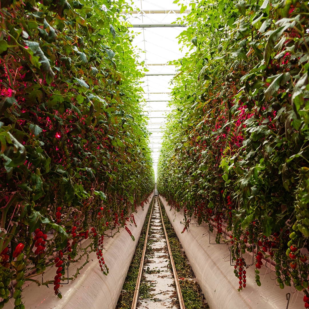 LeapFrog Design tweet media