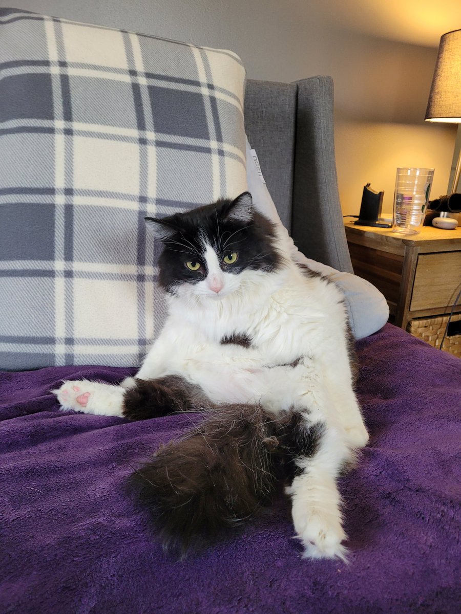 Lanfear333's tweet photo. @thespybrief I just walked into the bedroom to find this. Happy Caturday. https://t.co/uK8kQl1hQV