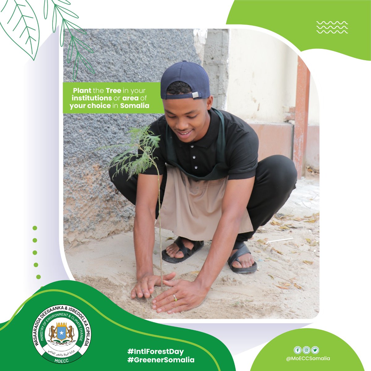 MoECC_Somalia's tweet photo. Meet #ZakariaMohamed of #Beydan coffee shop. Zakaria knows that trees are essential for our planets health & is doing his part in planting a tree close 2 his place of business. Both the Government & Private Sector have a crucial role 2 play in contributing to the #Environment https://t.co/wZnLO9nPnq