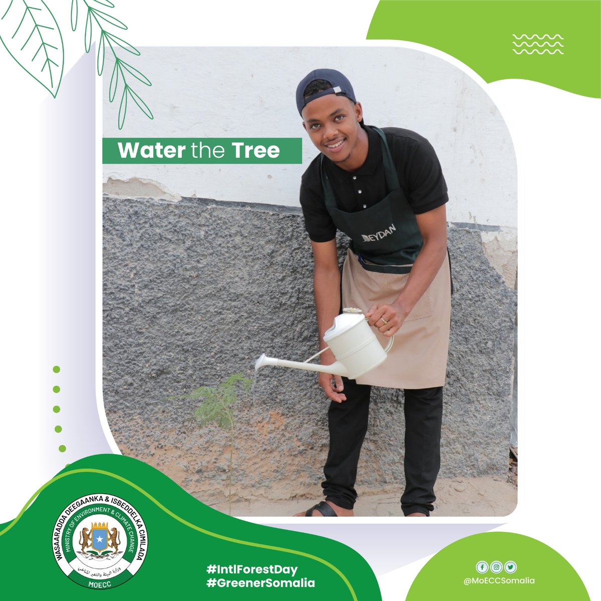 MoECC_Somalia's tweet photo. Meet #ZakariaMohamed of #Beydan coffee shop. Zakaria knows that trees are essential for our planets health & is doing his part in planting a tree close 2 his place of business. Both the Government & Private Sector have a crucial role 2 play in contributing to the #Environment https://t.co/wZnLO9nPnq