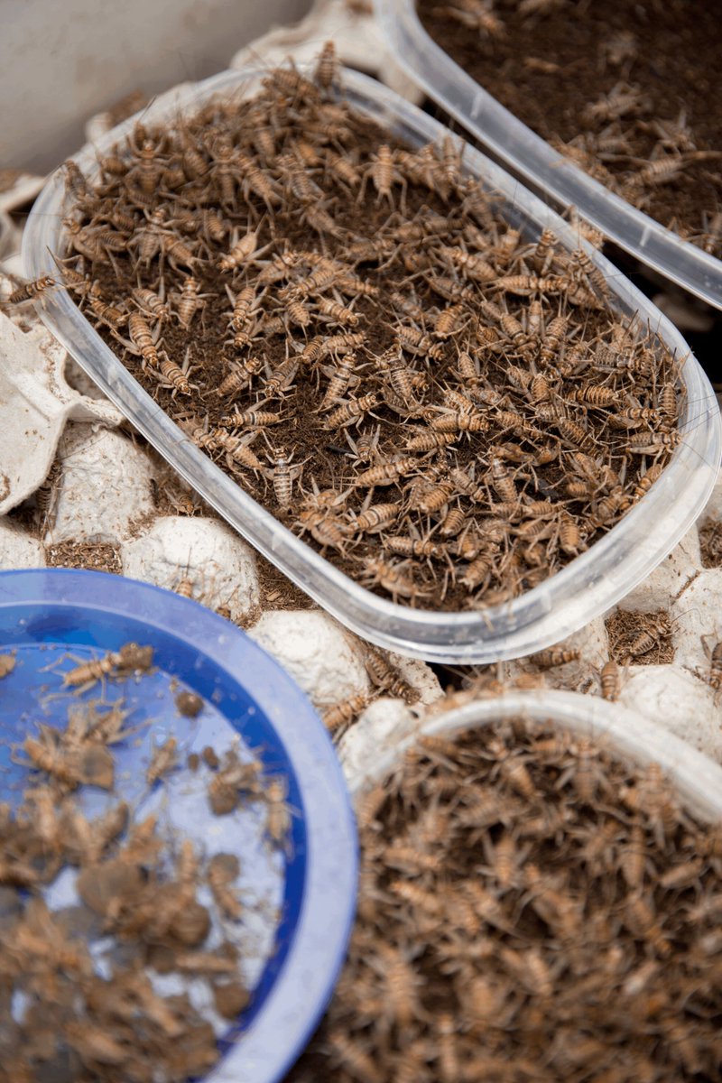 crittercrawlers's tweet photo. Critters and Crawlers offers a Crawler Water to help your feeder crickets get their moisture and have formulated a specialized Critter Food to help your crickets live longer. 

Shop today: https://t.co/IH3nfqfxsU

#critters #crawlers #crittersandcrawlers #yyc #shopyyc #petfood https://t.co/6RsCXR5PUS