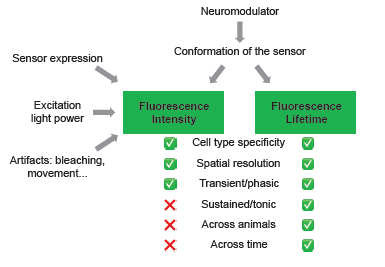 Want to capture both transient and sustained changes of neuromodulator levels? Want to compare neuromodulator dynamics at high resolution across animals and extended periods? Happy to share our new finding on bioRxiv: tinyurl.com/bdf7ny7s (1/8)