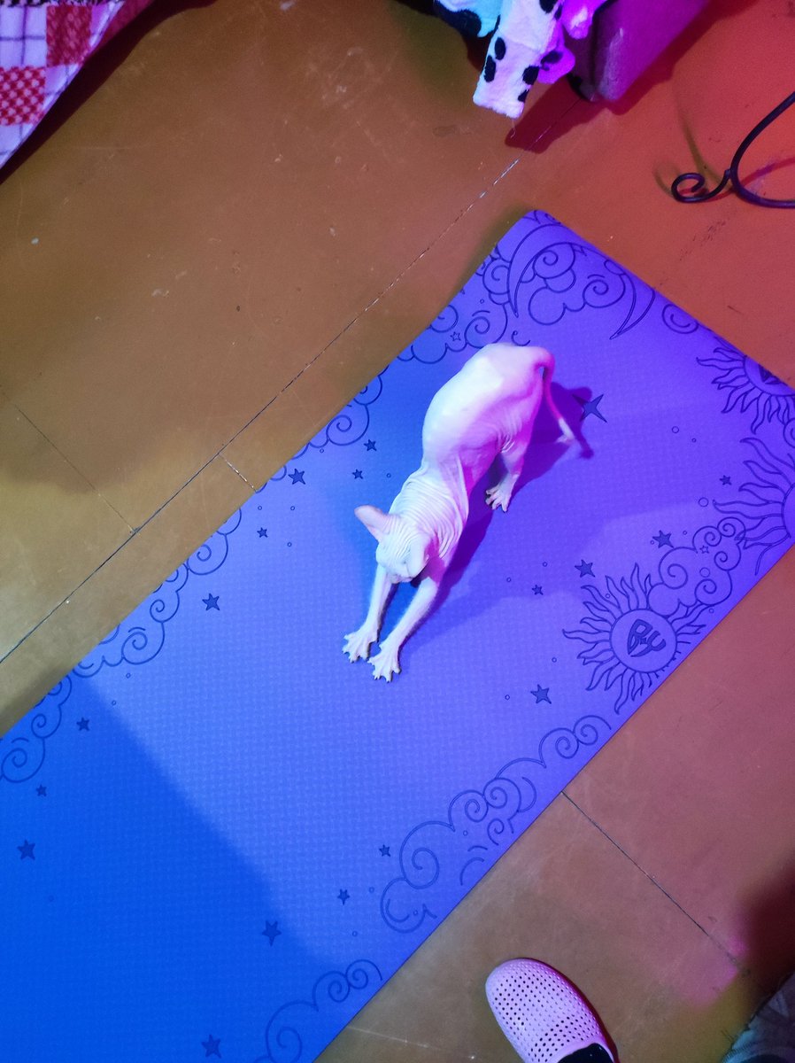 hello dear
I think my body is very grateful to me! tired but happy
What are you doing on Saturday?
By the way my cat does yoga too 😁