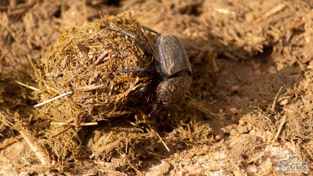 SOASafaris's tweet photo. The thrill of the roll!! The dung beetles of Kruger National Park, South Africa are always a fun observance to pass the time between sightings of the larger mammals. Such diligence!
Pic by Toby Brown of Sights Of Africa
https://t.co/mXvWbCFfwa
.
#sights… https://t.co/yCCz6UZhyb https://t.co/lM2q5LSxOw