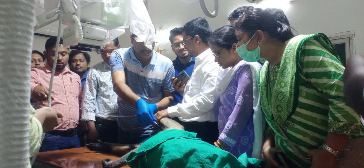 Clarity is power, clarity comes with practical exposure. Officers gaining practical expeience about tranquilization techniques , ultrasound and x- ray techniques  at Nandankan Zoological park