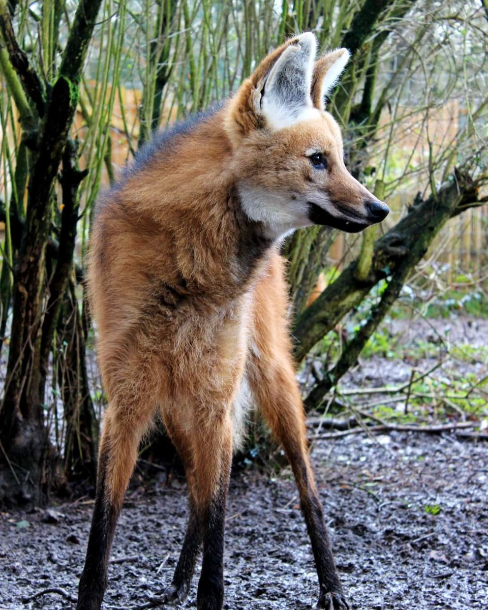 Just a photo of Carter, one of our maned wolves looking 🔥

.
#manedwolf #visitkent
