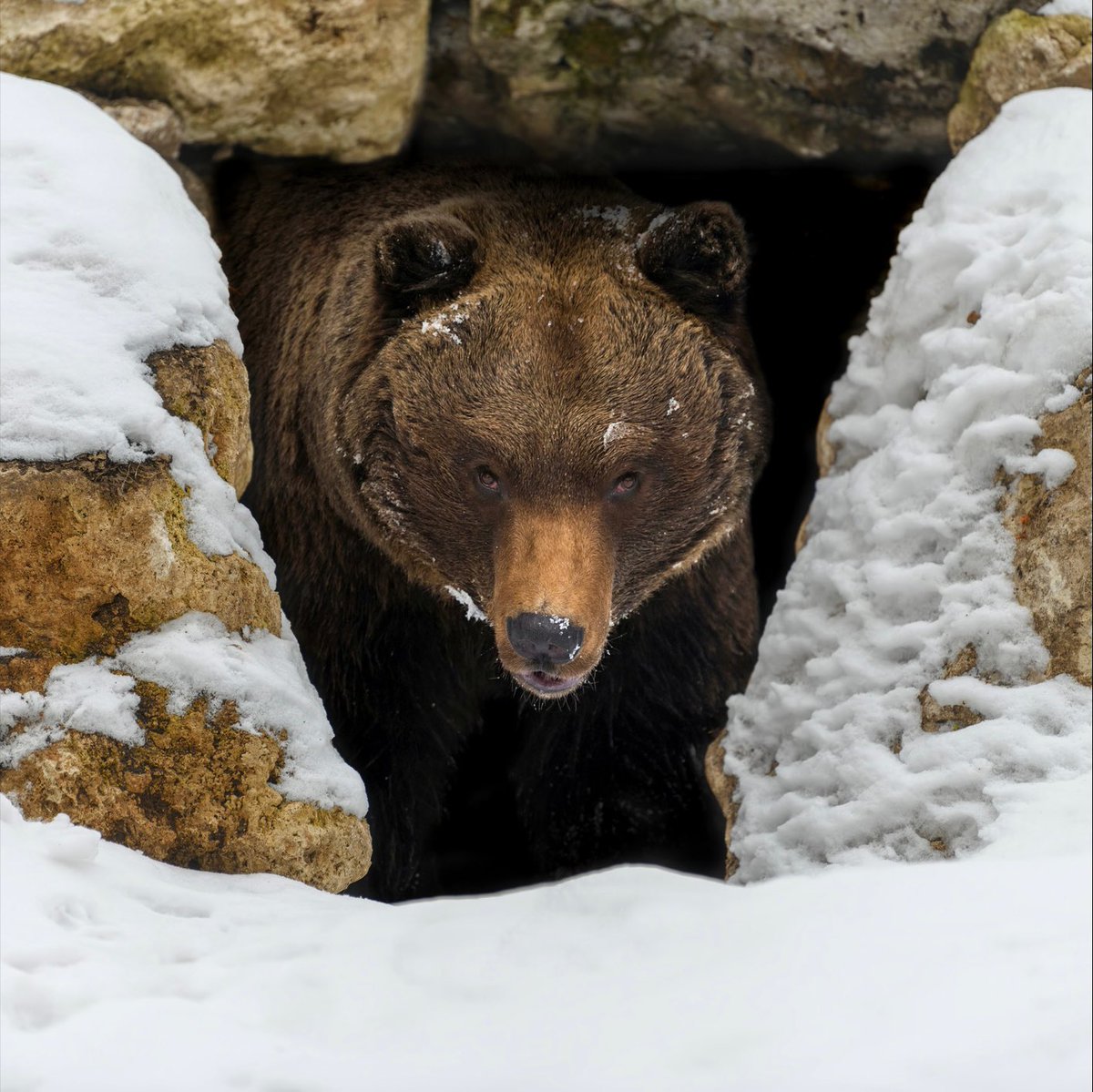 HeidelbergKil's tweet photo. “What’s better than a bear rampaging and slaughtering drug dealers in the forest?” 

Read our review of “Cocaine Bear” in the next issue of the Kil! 🐻🌲 https://t.co/Xh8n5Oehyq