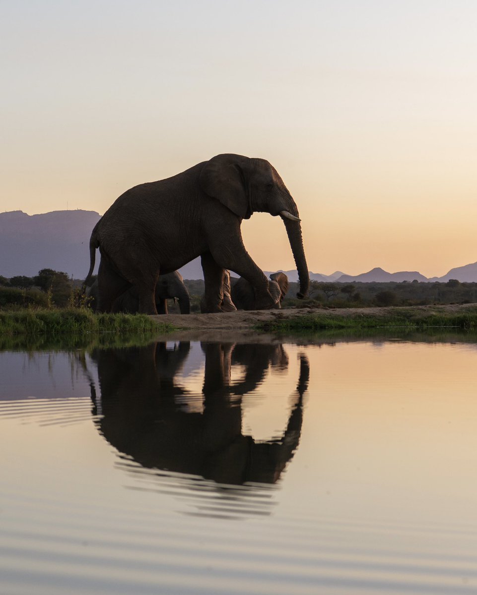 26 years old this month… How many incredible moments you’ve had with your herd, Jabulani, how incredible your journey has been from the rescued four month old orphan, to second in dominance among the bulls and in a herd of your own. An example of strength and survival.