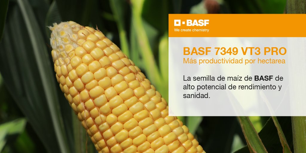 BASF_Agro_ARG's tweet photo. Conocé este híbrido desarrollado para mejorar potenciales de rendimiento sin perder estabilidad. 🌽

📲https://t.co/Q3Ia7zHF4y https://t.co/xSO90AESo2