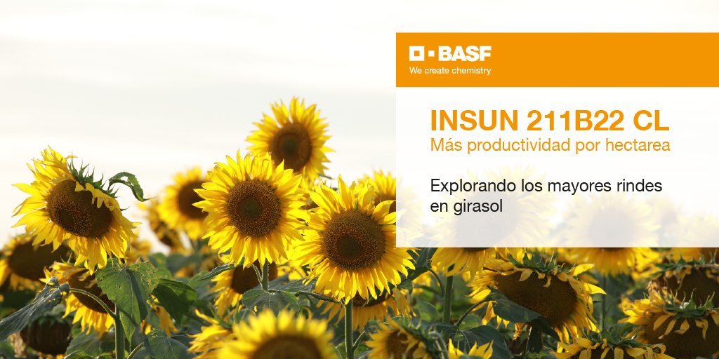 BASF_Agro_ARG's tweet photo. Encontrá todas las características del InSun 211 B22 CL acá 👉 https://t.co/nbLYo48VfH https://t.co/iK6jW9eLV9