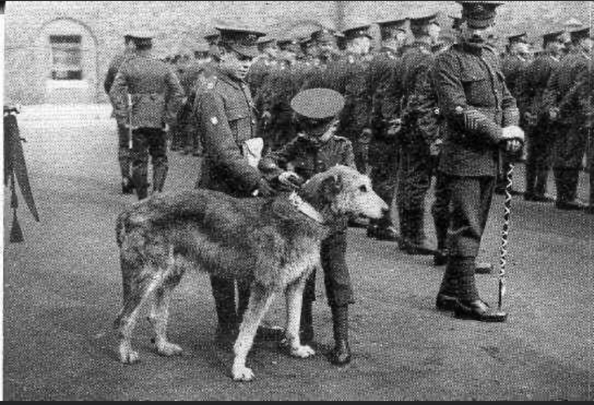 Irish Ranger (Sevvy) tweet media