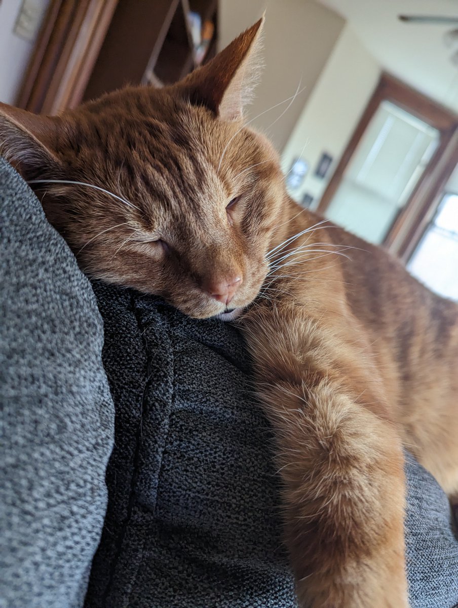 AmandaBronson90's tweet photo. My new goal in life is to be as relaxed as this cat for even a fraction of a second. https://t.co/q26u2G4TCZ