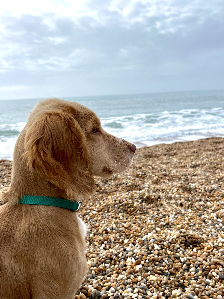 Bella Wallersteiner 🇺🇦 on Twitter "First trip to Chesil Beach"