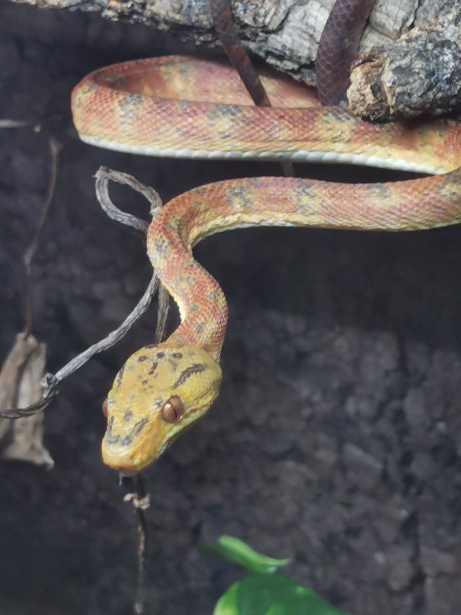 eyescream262's tweet photo. Freshly shed gentleman. #corallushortulanus #treeboa https://t.co/oiDx7sWRAy