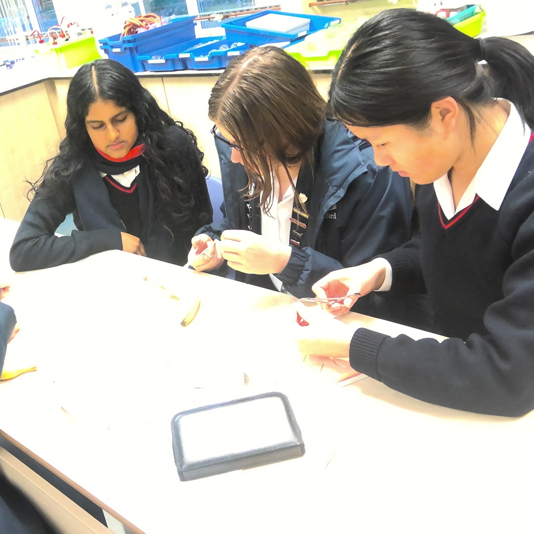 The Medical Society at SHS gives students time to discuss current healthcare issues, carry out practical activities &amp; receive support with organising work experience &amp; other aspects of university applications. The students have been practising their suturing skills using bananas!