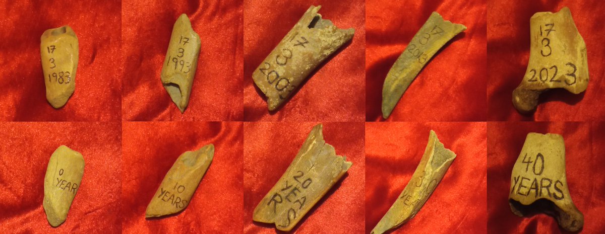 PabloPakula's tweet image. ☠️🌱🌷
Bones and Bulbs
(10 weathered and engraved animal #bones, 40 crocus bulbs, 40 iris renticulata bulbs)

I performed this small #ritual #action as an incongruous #burial to mark my 40th #birthday.

Read more about it here:
pablopakula.com/land-pieces.ht…

#liveart #performanceart