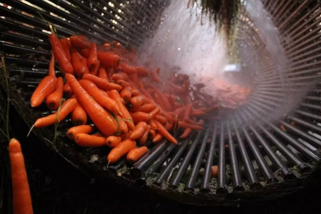 🥕🥕🥕NIKEA FARM Carrrot🥕🥕🥕
🥕nikeafarm.com
🥕Whatsapp: +90 5426559463 
🥕Carrot variates available.
🥕Origin TURKEY 
🥕Hight quality 
🥕#nikeafarm 🥕#vegetable🥕#carrot🥕 #fruit🥕#nikeafruit