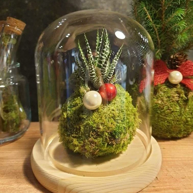 cocean_io's tweet photo. 295 artiști în comunitatea cocean C(REATIVE)OCEAN și continuăm să creștem

Noi suntem ROKOKEDAMA, "Ro" - 🇹🇩+ "Kokedama" - tehnica japoneză în care rădăcinile plantelor sunt învelite de sol și mușchi natural de pădure. 

Artist Instagram: rokokedama https://t.co/i491NlJHnZ