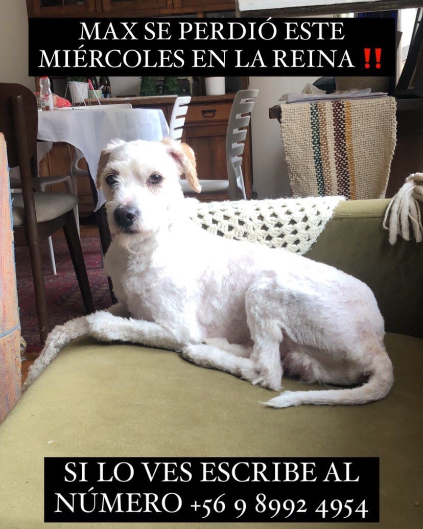 URGENTE LA REINA SE PERDIO MAX atentos puede estar en otra comuna cercana <a href="/botaspuesta/">Paula BotasPuestas</a> <a href="/DanielVitis/">Daniel Vitis</a> <a href="/PerrosPerdidos/">PerrosPerdidos</a>