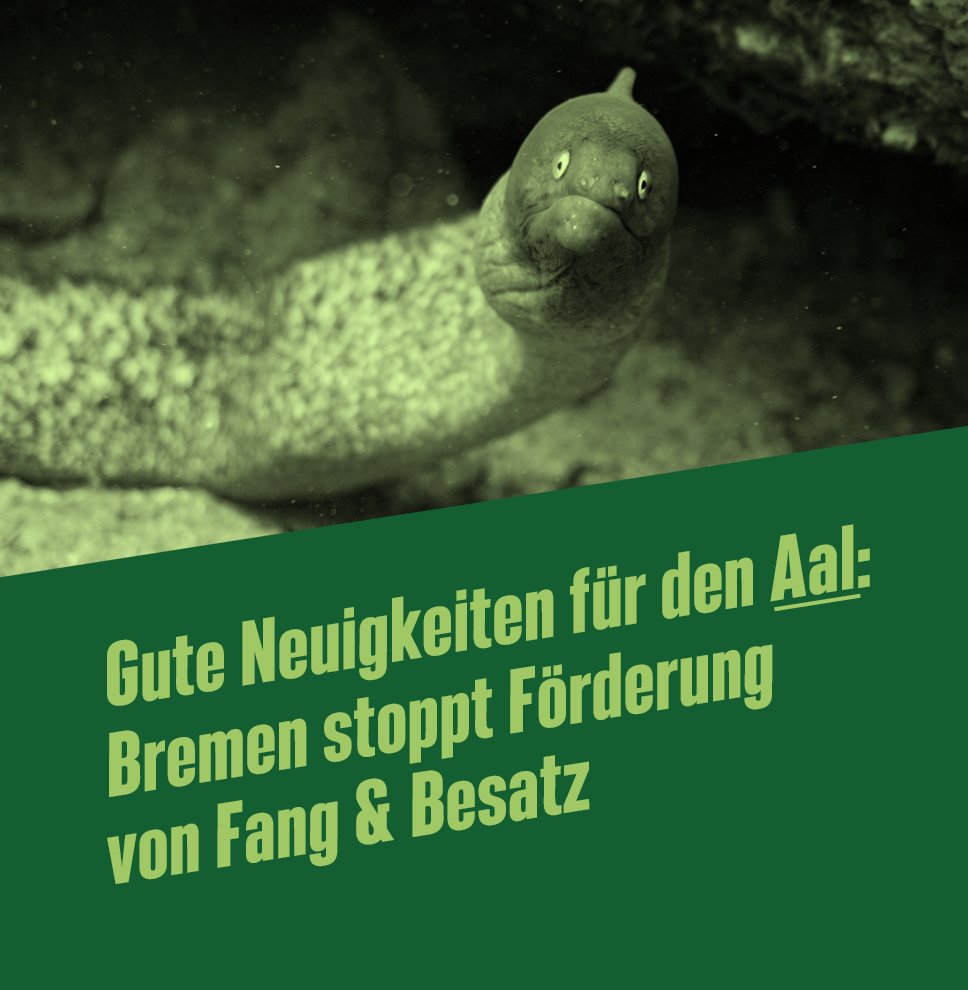 PhBruck's tweet photo. Bremen setzt die Förderung des Aalbesatzes über den Europäischen Fischereifonds (EMFAF) aus! Das haben wir gestern im Haushaltsausschuss beschlossen.
Alle Infos im Thread: ⬇️ https://t.co/ffOXl9znUh