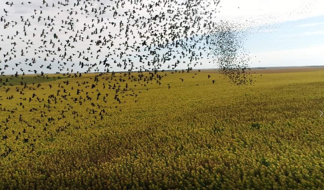 North Dakota Chapter TWS (@ndctws) on Twitter photo JOB POSTING: Seasonal Biological Technician
<a href="/NDSU/">North Dakota State University</a> in cooperation with the <a href="/USDA_APHIS/">USDA Animal and Plant Health Inspection Service</a>-Wildlife Services, National Wildlife Research Center (Klug Lab) is hiring seasonal biological technicians. 🐦⬛🌻
To learn more: wfscjobs.tamu.edu/jobs/uas-drone… JOB POSTING: Seasonal Biological Technician
<a href="/NDSU/">North Dakota State University</a> in cooperation with the <a href="/USDA_APHIS/">USDA Animal and Plant Health Inspection Service</a>-Wildlife Services, National Wildlife Research Center (Klug Lab) is hiring seasonal biological technicians. 🐦⬛🌻
To learn more: wfscjobs.tamu.edu/jobs/uas-drone…