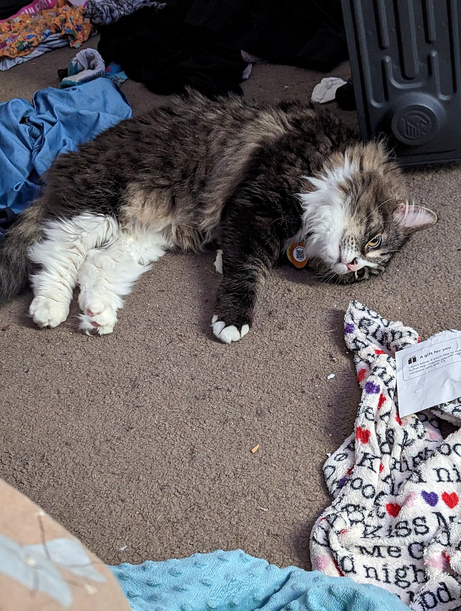 cookieandmochi_'s tweet photo. 🍪: heater... Confee.
#cat #cats #cookie #caturday #CatsOfTwitter #CatsOnTwitter #kitty #kitties #spaceheater #midwestcold https://t.co/LtmoP3kbir