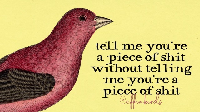 Effin' Birds (@effinbirds) on Twitter photo 
