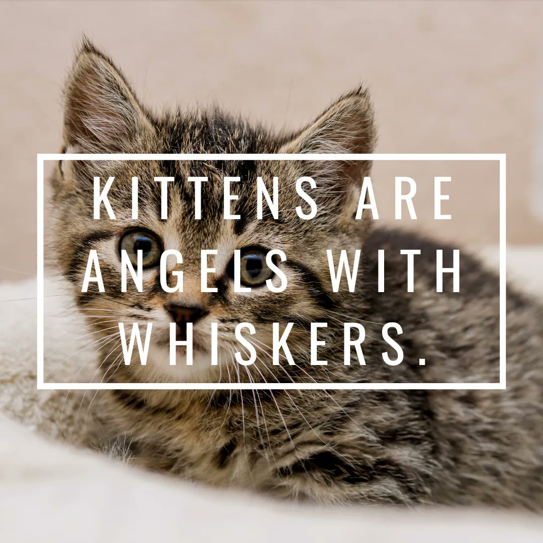 SooCuteNews's tweet photo. They are 🥰 

#furbaby #pets #cats #kittens https://t.co/y6zsNB6ViR
