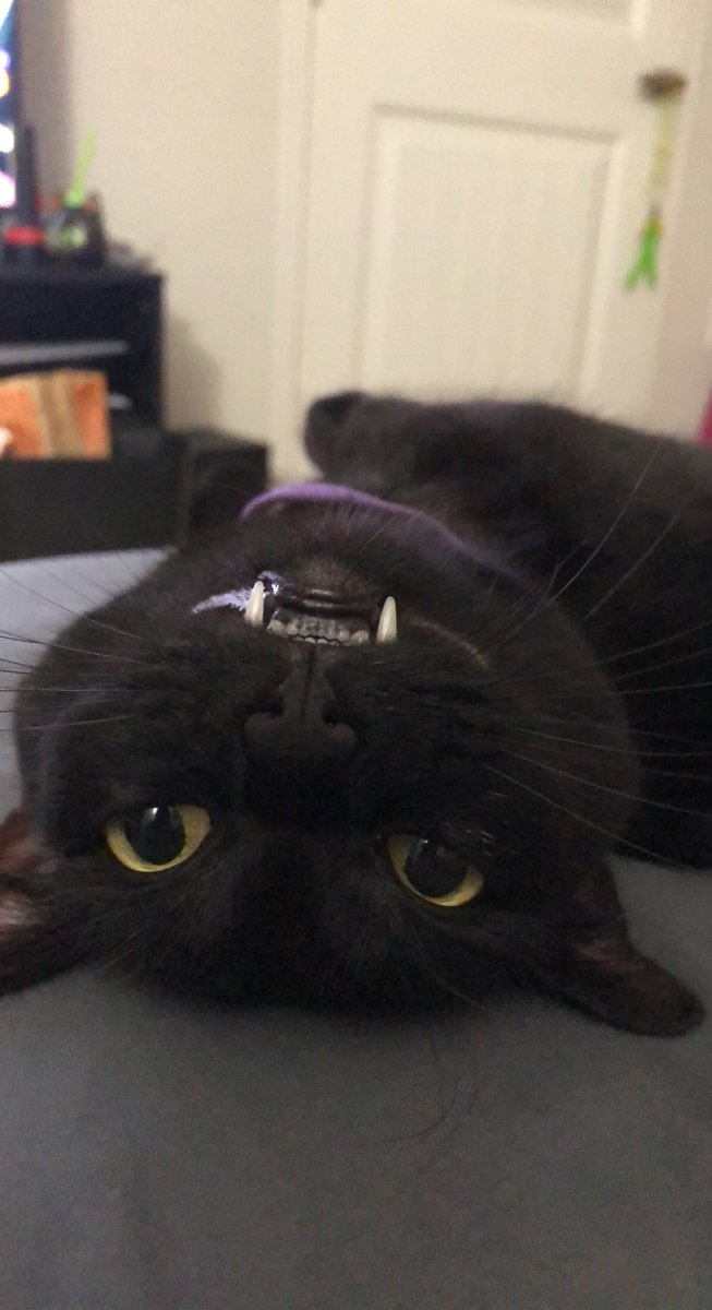 weirdlilguys's tweet photo. weird little vampires https://t.co/vT6mUZz6Mn